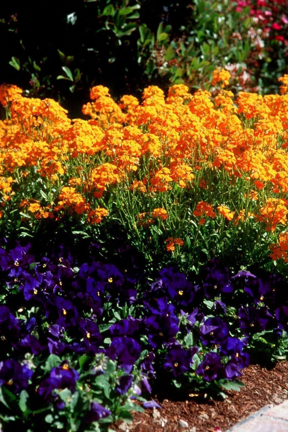 Amazon.com : TomorrowSeeds - Siberian WallFlower Seeds - 6000+